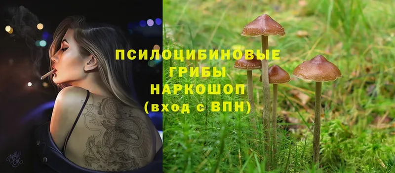 Псилоцибиновые грибы Cubensis  Западная Двина 